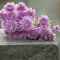 Портфолио Ceremonies Celebrations